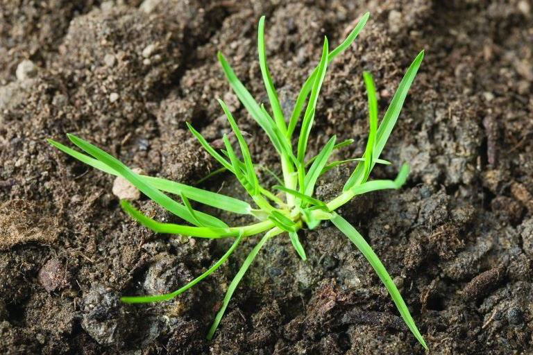 Annual Poa